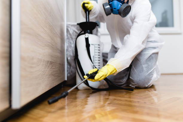 Flea Control Services in South San Jose Hills, CA