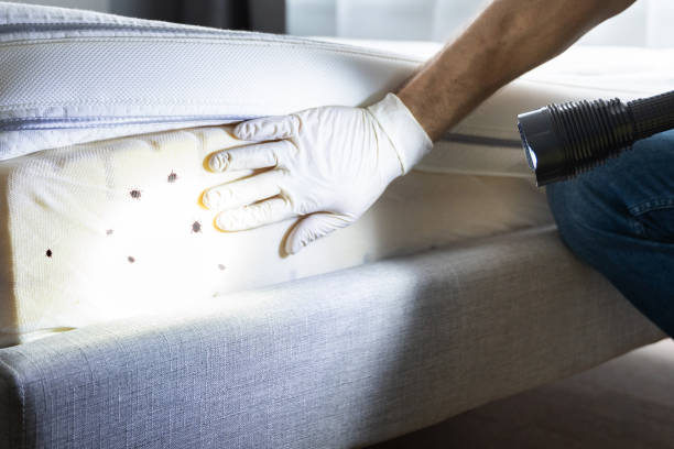 Best Best Pest Control Companies  in South San Jose Hills, CA