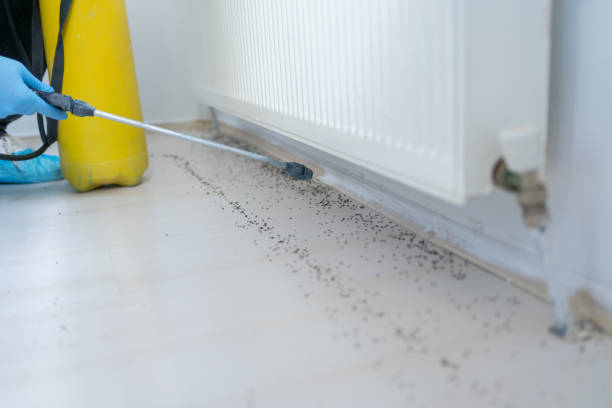 Best Bed Bug Extermination  in South San Jose Hills, CA